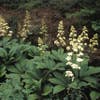 Schout-bij-nacht (Rodgersia aesculifolia)