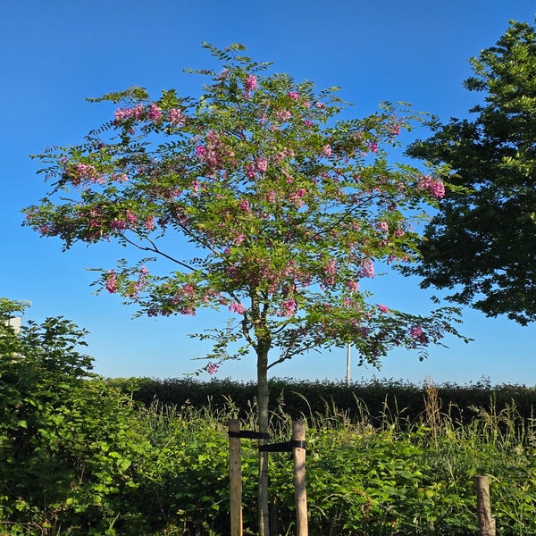 Akazie (Robinia margaretta 'Casque Rouge')