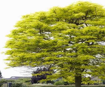 Gelbe Akazie (Robinia pseudoacacia 'Frisia')