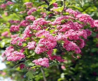 Rote Heckenrose als Spalierbaum (Crataegus 'Paul's Scarlet')
