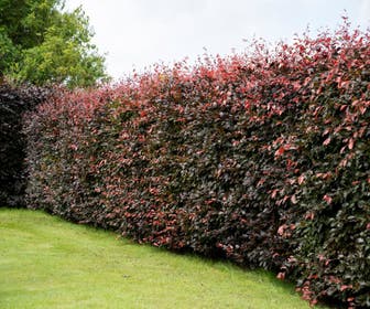 Rotbuchenhecke (Fagus sylvatica 'Atropunicea')