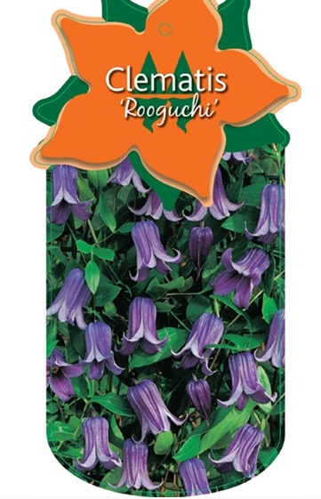 Waldrebe (Clematis 'Rooguchi')