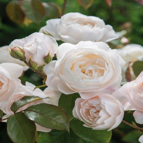 Englische Rose (Rosa 'Desdemona')