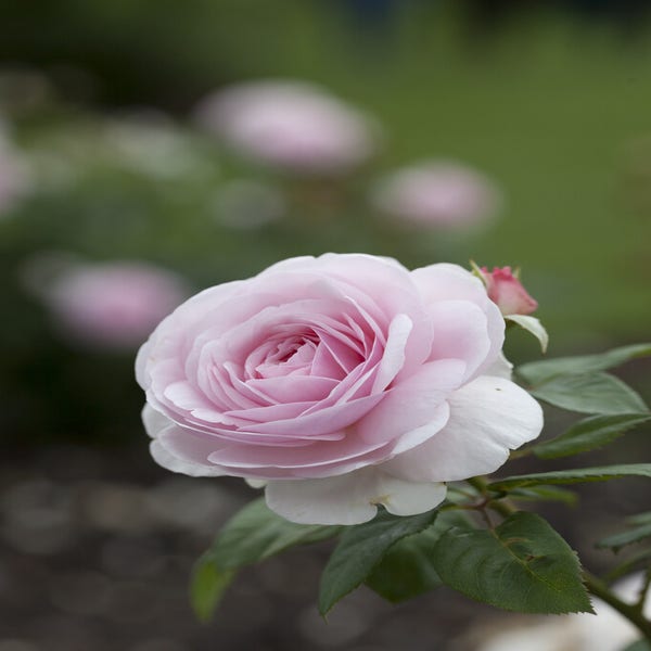 Englische Rose (Rosa ‘Olivia Rose Austin’)