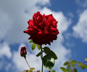 Kletterrose (Rosa 'Velvet star')