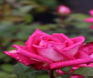 Großblumige Rose (Rosa 'Acapella')