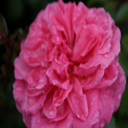 Trosrose (Rosa 'Berleburg')