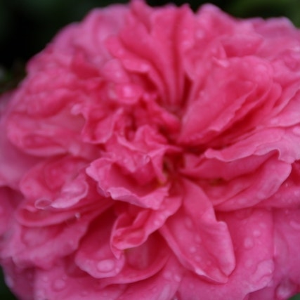 Trosrose (Rosa 'Berleburg')