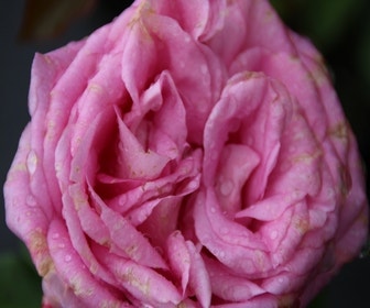 Großblumige Rose (Rosa 'Beverly')
