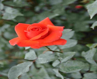 Kletterrose (Rosa 'Bionda')