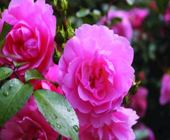 Stamrose (Rosa 'Bonica 82')