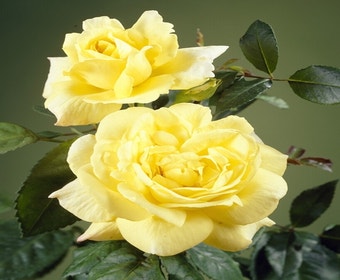 Kletterrose (Rosa 'Climbing Chinatown')