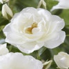 Kletterrose (Rosa 'Climbing Schneewittchen')