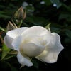 Kletterrose (Rosa 'Climbing Snow Princess')