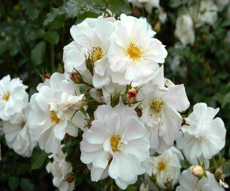 Bodendeckerrose (Rosa 'Diamant')