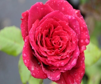 Großblumige Rose (Rosa 'Duftfestival')