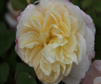 Englische Rose (Rosa 'Emanuel')