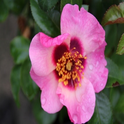 Persica Rose (Rosa 'Eyes On Me')