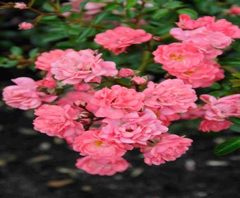Bodendeckerrose (Rosa 'Fairy Princess')