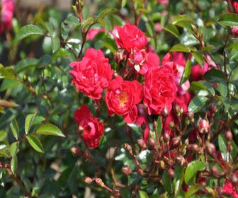 Stamrose (Rosa 'Fairy Queen')
