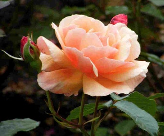 Trosrose (Rosa 'Fragrant Delight')