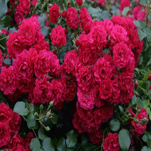 Bodendeckerrose (Rosa 'Gartnerfreude')
