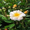 Kletterrose (Rosa 'Ghislaine de Féligonde')