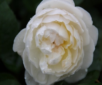 Englische Rose (Rosa 'Glamis Castle')