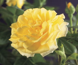 Kletterrose (Rosa 'Golden Climber')