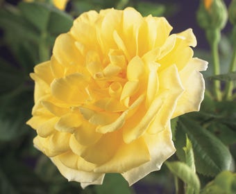 Kletterrose (Rosa 'Golden Climber')