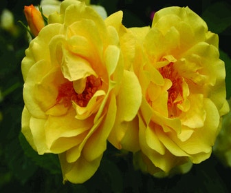 Kletterrose (Rosa 'Golden Gate')