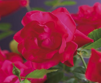 Kletterrose (Rosa 'Heidelberg')