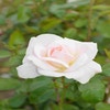 Großblumige Rose (Rosa 'Helga')