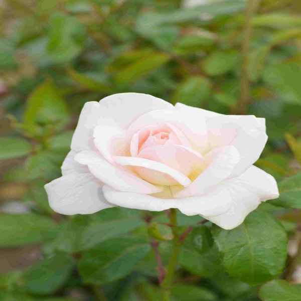 Großblumige Rose (Rosa 'Helga')