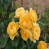 Trosrose (Rosa 'Indiane')