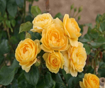 Trosrose (Rosa 'Indiane')