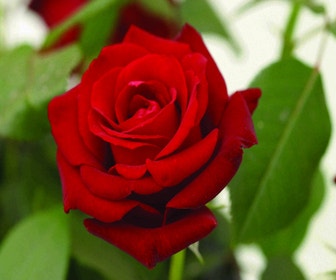 Großblumige Rose (Rosa 'Ingrid Bergman')