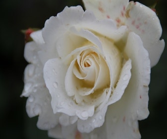 Trosrose (Rosa 'Kristallperle')