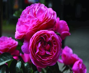 Stamrose (Rosa 'Leonardo da Vinci')