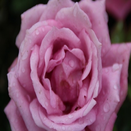 Großblumige Rose (Rosa 'Lila Wunder')