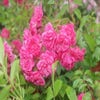 Bodendeckerrose (Rosa 'Lovely Fairy')