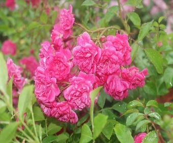 Bodendeckerrose (Rosa 'Lovely Fairy')