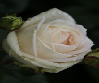 Großblumige Rose (Rosa 'Madame Anisette')