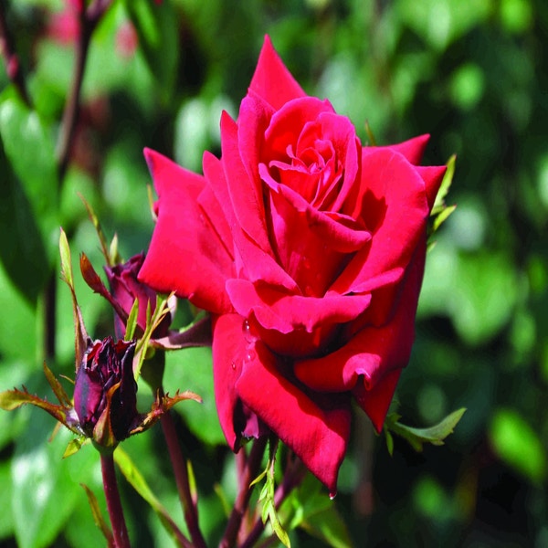 Kletterrose (Rosa 'Mazurika')