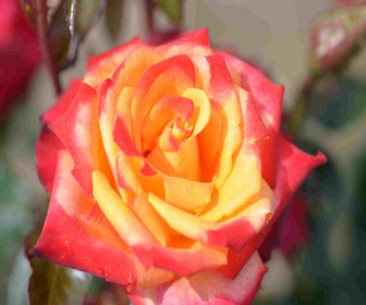 Großblumige Rose (Rosa 'Mein Munchen')