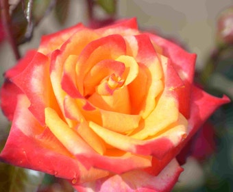 Großblumige Rose (Rosa 'Mein Munchen')