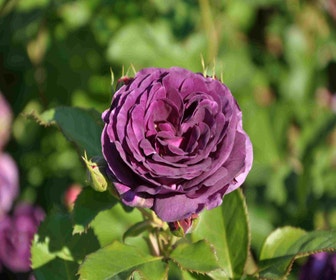Trosrose (Rosa 'Minerva')