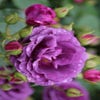 Stamrose (Rosa 'Minerva')