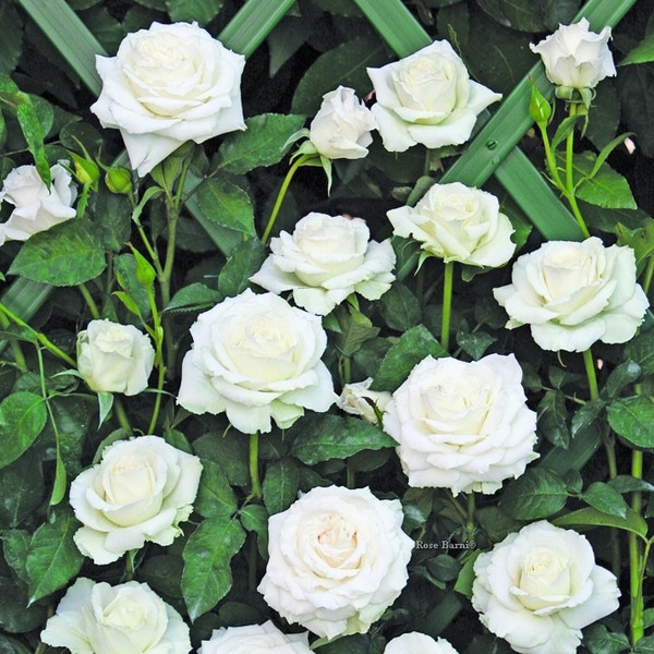 Kletterrose (Rosa 'Monna Lisa')