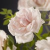 Kletterrose (Rosa 'New Dawn')